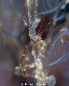 Late for the Halloween party / Caprella Skeleton Shrimp by James Deverich 